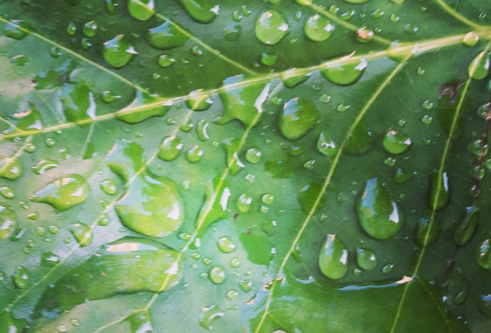 lluvia verde