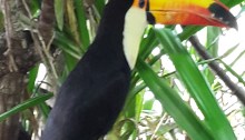tucán-selva-viva