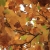 hojas-de-otoño