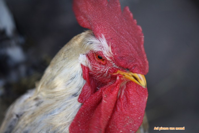 gallina granja