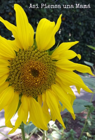 Amarillo girasol