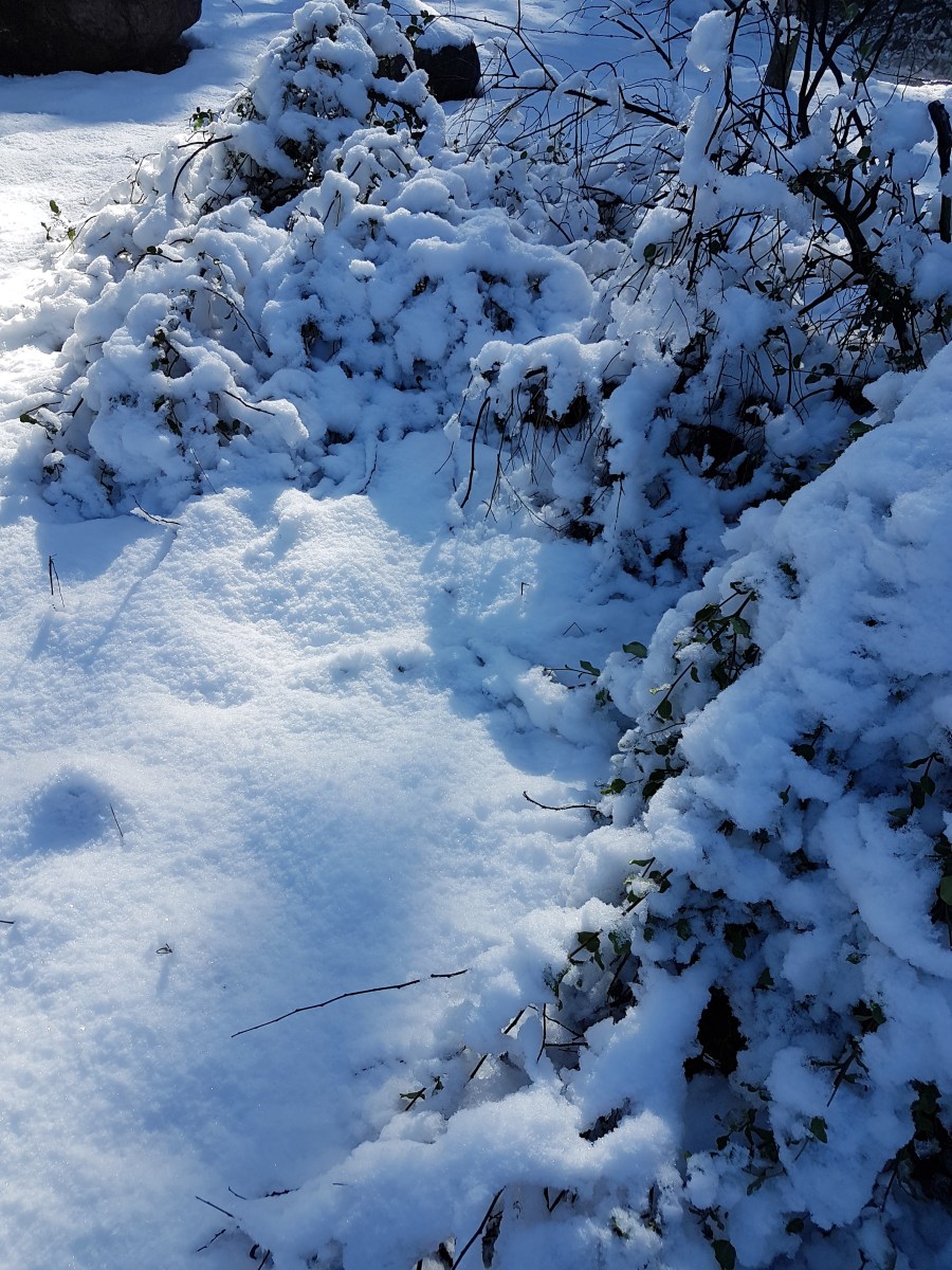 Arboles-nevados-santiago