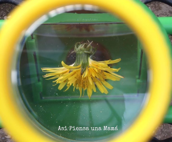 microscopio-flor-naturaleza