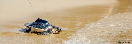 cram_web_tortuga_allibertament