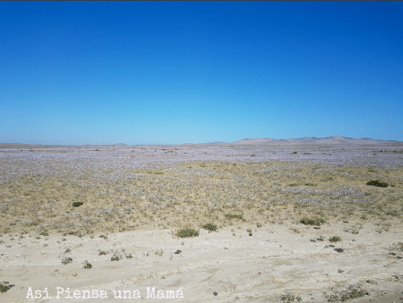 desierto-florido-ruta-costera-atacama