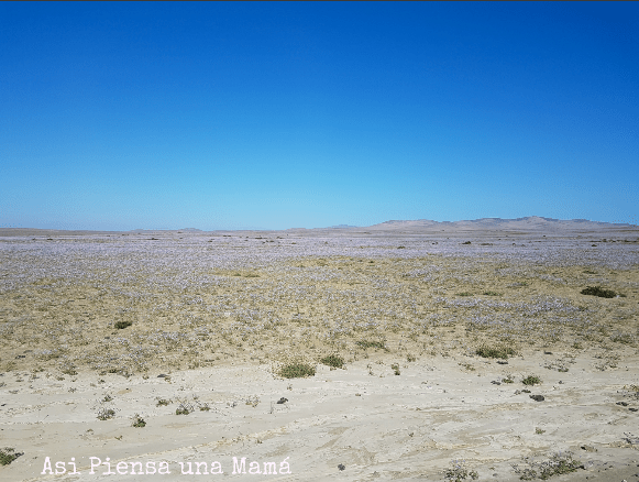 desierto-florido-ruta-costera-atacama