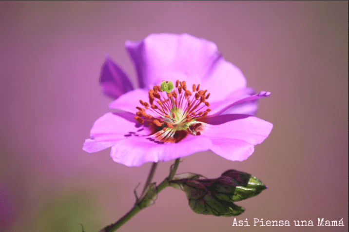 detalle-flor-desierto-atacama