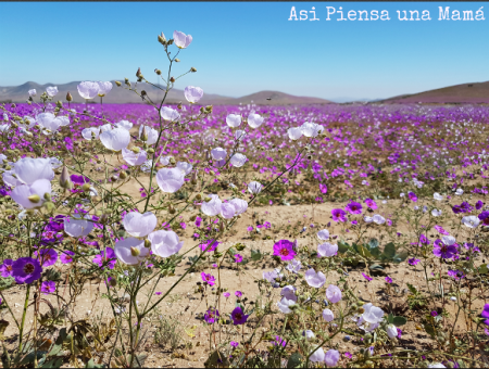 flores-desierto-atacama-rutas