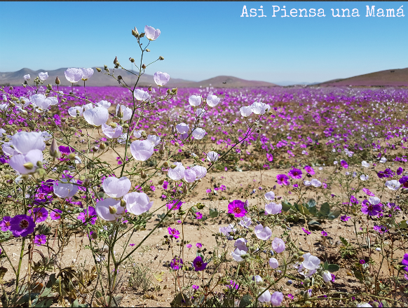 flores-desierto-atacama-rutas