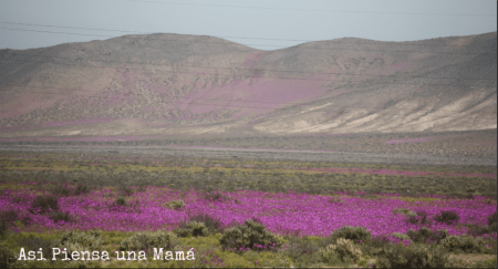 panoramica-desierto-atacama