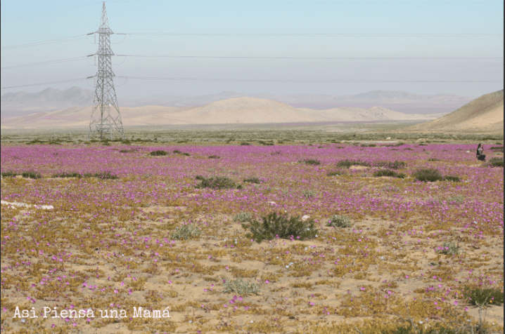 vista-desierto-florido