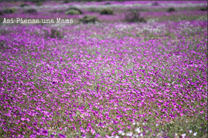 vista-flores-ruta-interior-atacama