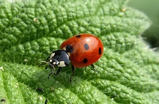 ladybug-mariquita-chinita