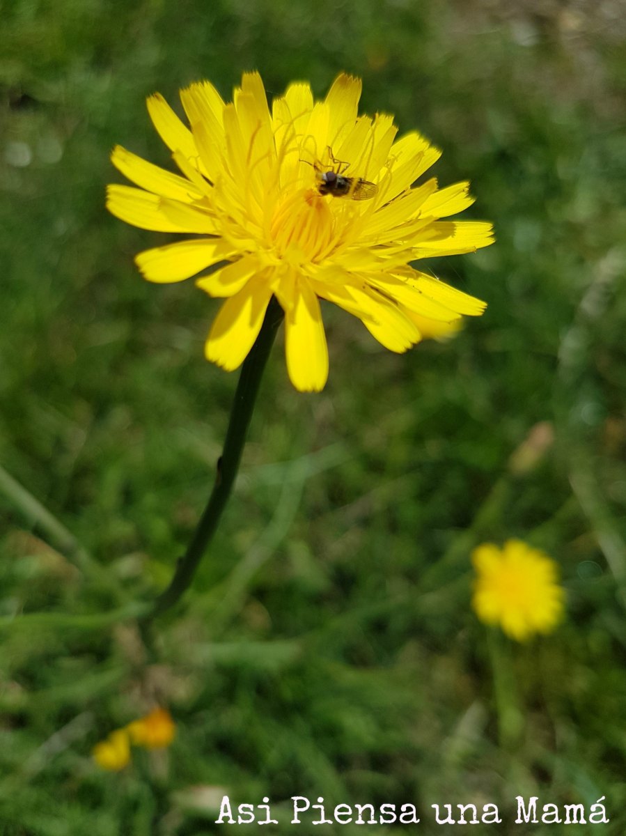 flor-insecto-naturaleza-macro