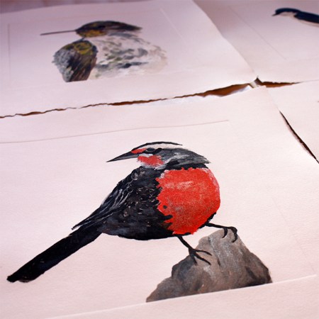 DIBUJO - GRABADO - la loica-tierracolor