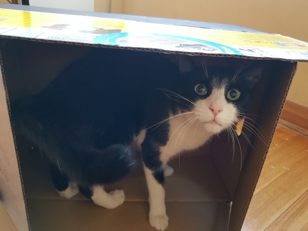 caja-calendario-casa-gato