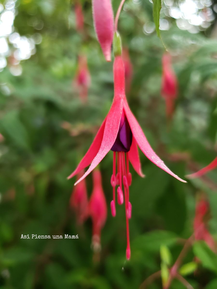 primavera-flor-copihue